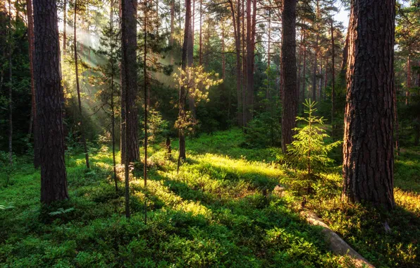 Picture forest, rays, light, trees, nature, vegetation