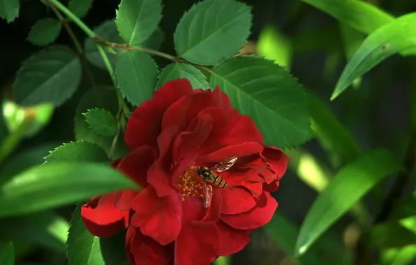 Flower, leaves, nature, bee, rose, petals, insect