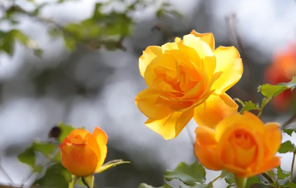 Picture yellow, light, roses