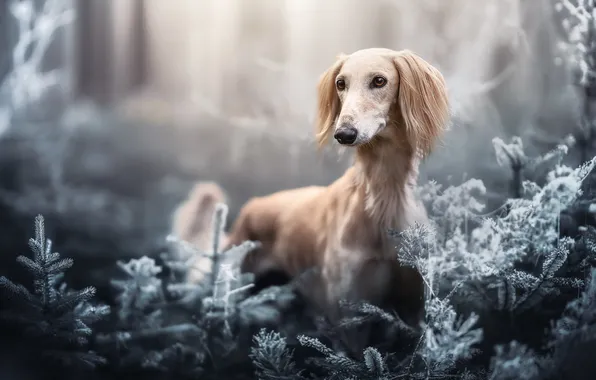 Picture face, dog, bokeh, Christmas trees, Saluki, Persian Greyhound