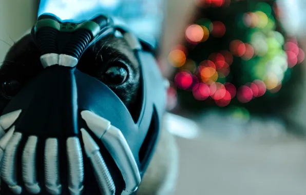 Look, face, dog, The Dark Knight, Bane