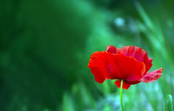 Flower, red, Mac, Maki, green background