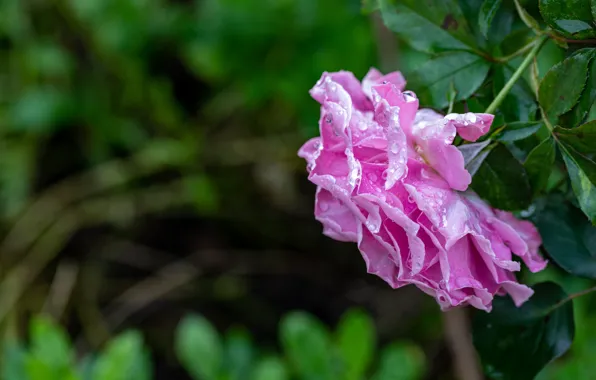 Flower, leaves, drops, pink, rose, lilac, bokeh