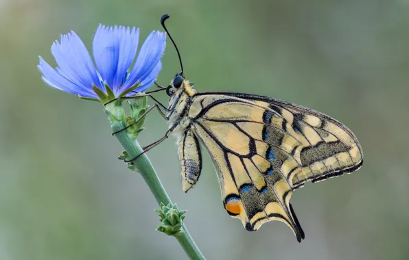 Flower, butterfly, swallowtail, chicory