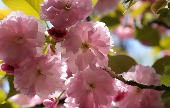 Leaves, macro, light, flowers, branch, spring, pink, flowering