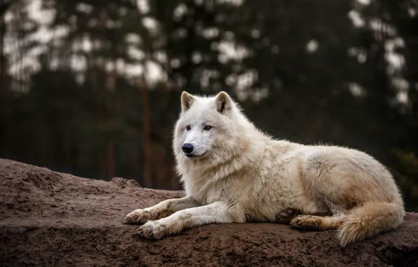 White, look, face, nature, wolf, Arctic, polar