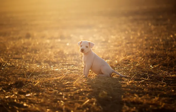 Field, light, dog, puppy