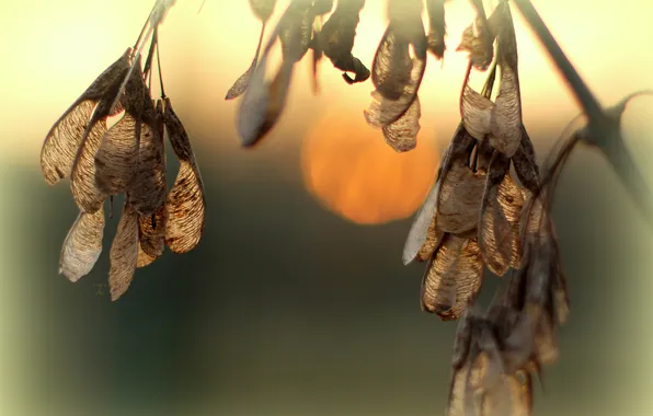 The sun, sunset, tree, seeds, earrings