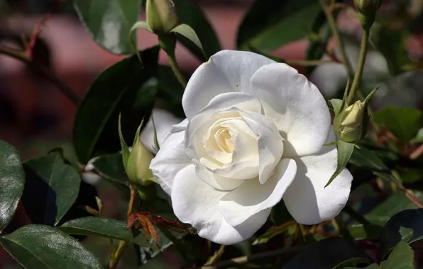 Rose, petals, buds, white rose