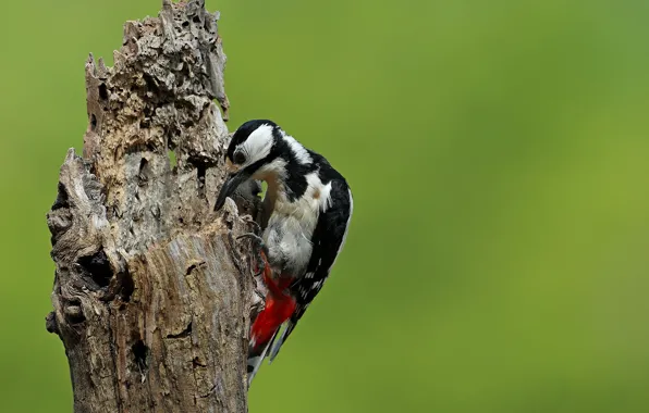 Picture bird, woodpecker, snag