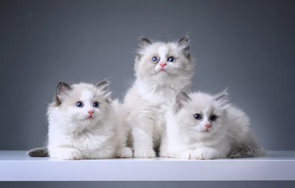 Look, cats, pose, kitty, kittens, trio, cute, faces