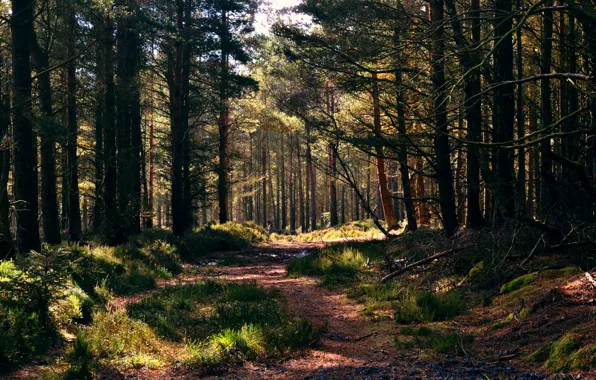 Forest, grass, track, pine