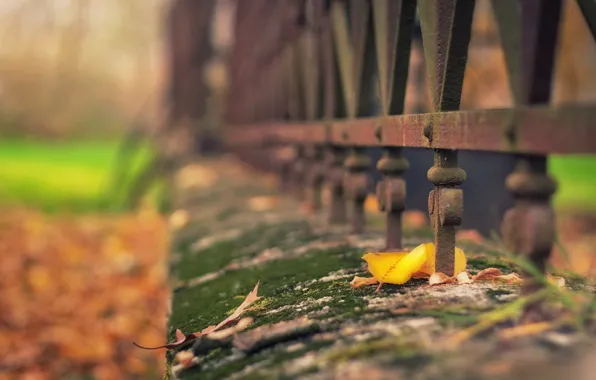 Picture leaves, macro, the fence