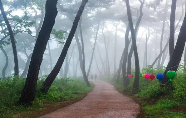 Trees, fog, Park, trees, park, fog, Ryu Jae-yoon
