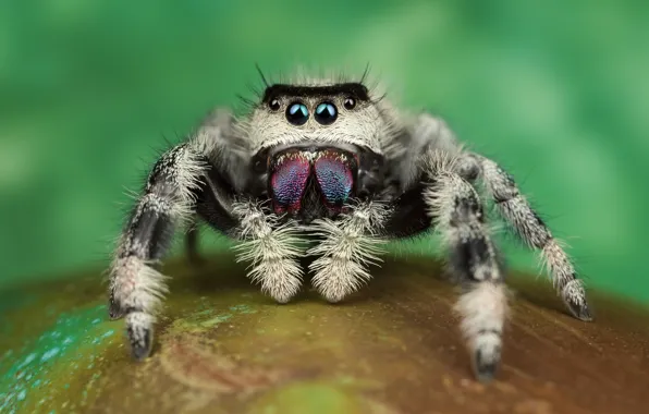 Eyes, macro, pose, green, background, legs, spider, hairy