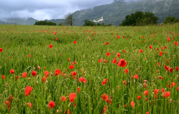 Greens, field, summer, the sky, trees, landscape, flowers, mountains