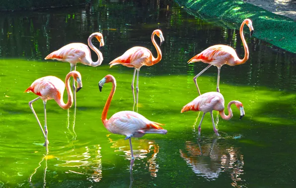 Picture bird, paint, Flamingo, zoo