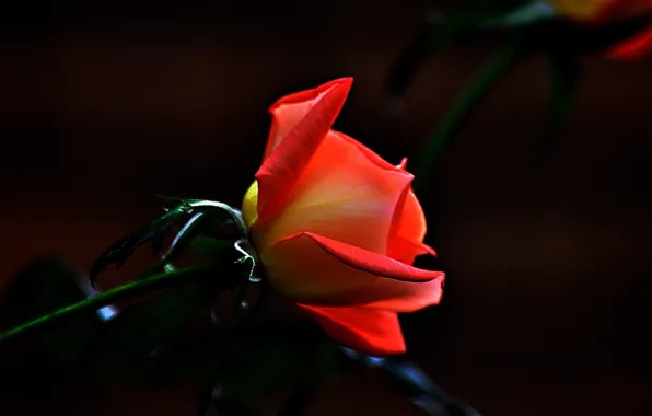 Picture macro, nature, background, rose, petals, Bud