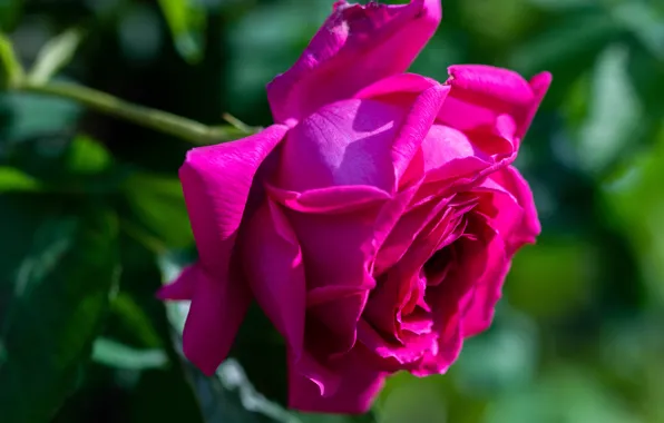 Greens, flower, background, rose, beauty, garden, Bud, bokeh