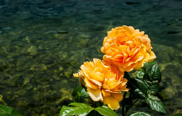 Picture water, orange, roses, pond