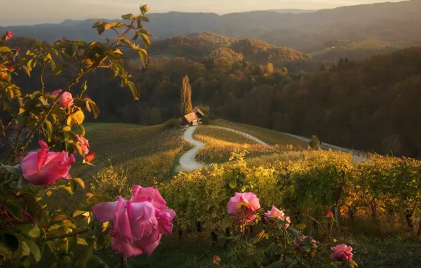 Picture landscape, hills, roses, path