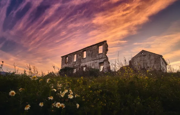 Field, sunset, flowers, castle, ruins