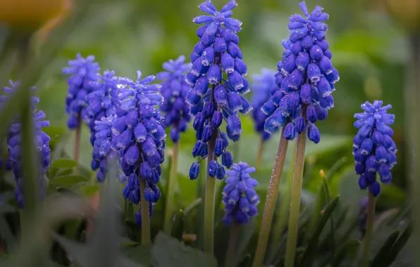 wallpaper-purple-drops-macro-flowers-spring-lilac-bokeh-muscari