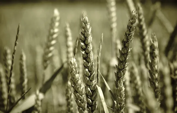 Wheat, macro, grain