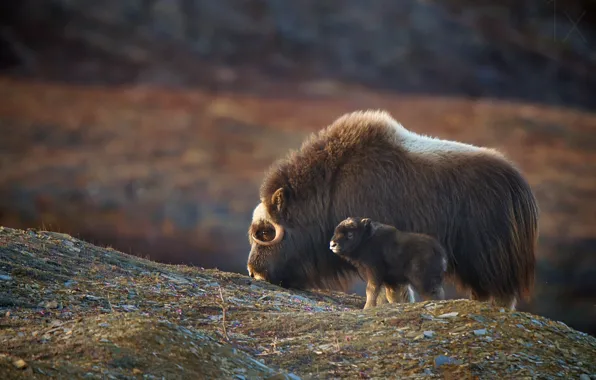 Picture power, animal, wildlife, strong, Animal, Muskox