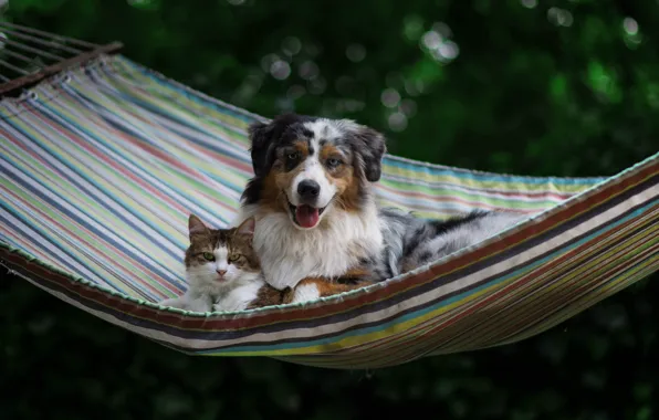 Cat, dog, hammock, friends, Australian shepherd, Aussie
