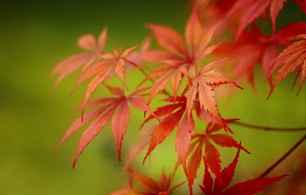 Leaves, branches, blur, bokeh, maple Japanese