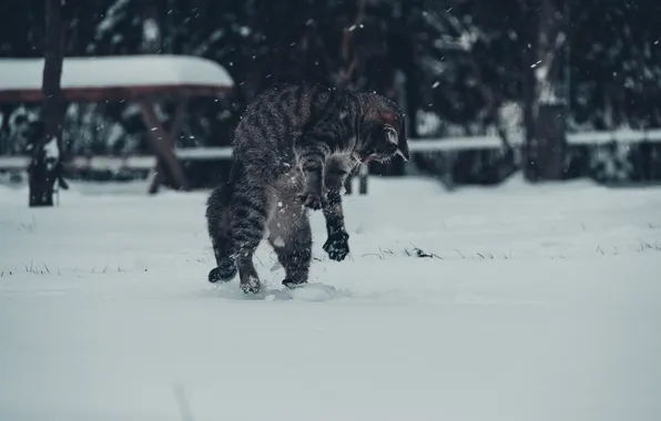 Picture winter, cat, snow, Koshak, Tomcat