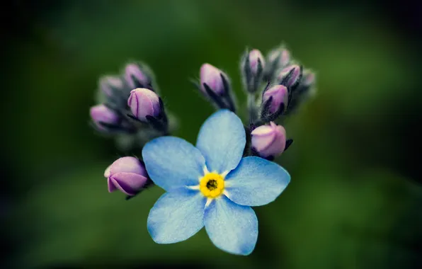 Picture flower, macro, buds, forget-me-not