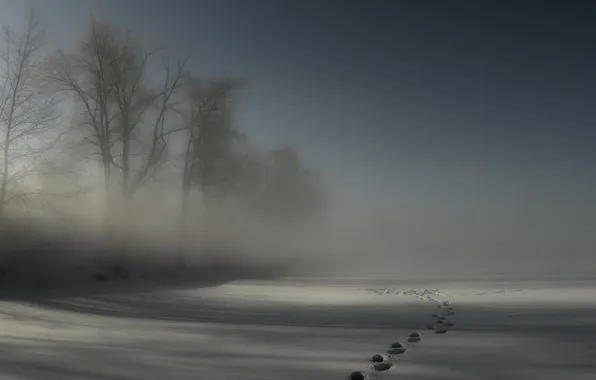 Picture winter, snow, traces, fog