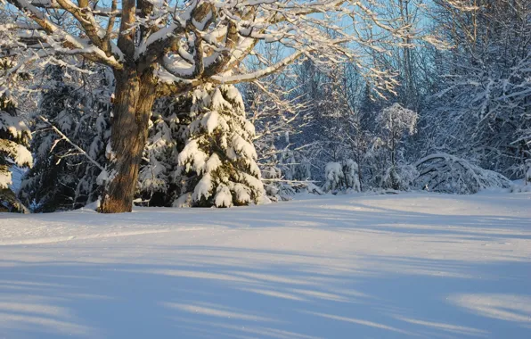 Picture winter, forest, snow, trees, Canada, Canada