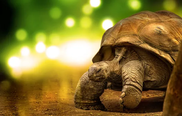 Light, nature, pose, glare, turtle, paws, claws, walk