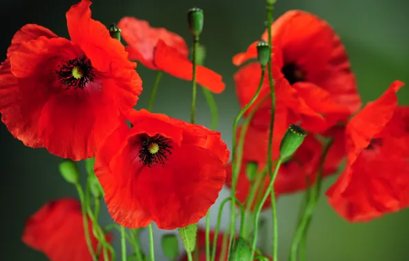 Field, flowers, nature, Maki, spring, petals