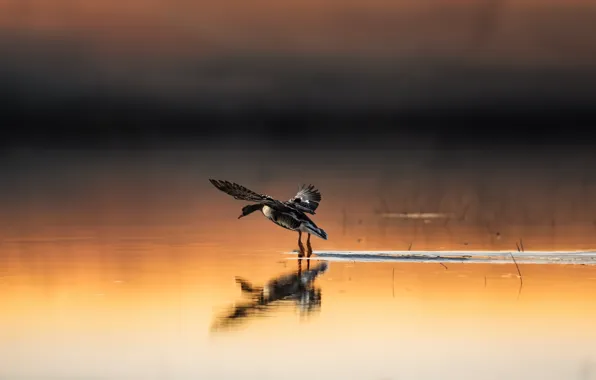Bird, duck, pond, AI art, neural network
