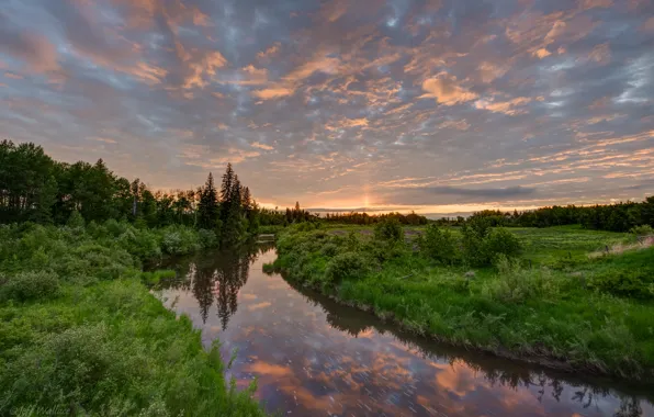 Grass, water, nature, Jeff Wallace