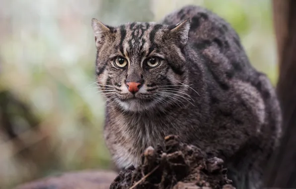 Cat, look, face, background, wild cat, wild, angler, Fisher cat