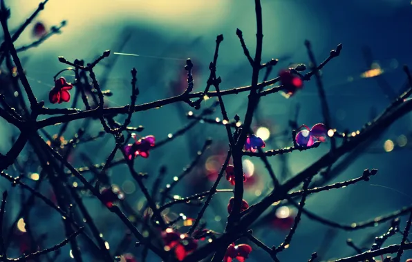 Leaves, macro, trees, flowers, branches, background, tree, pink