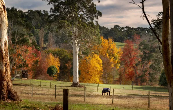 Autumn, trees, landscape, nature, horse, foliage, horse, pasture