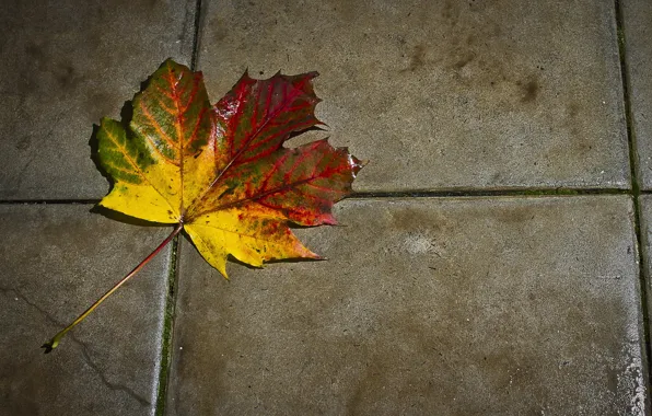 Picture sheet, tile, autumn