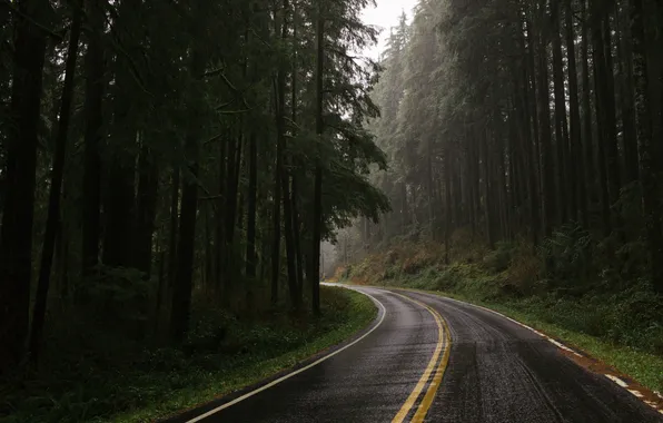 Picture road, forest, the sky, trees, nature, track, plants, forest