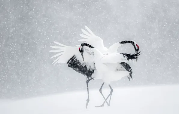 Winter, snow, birds, dance, Japan, cranes