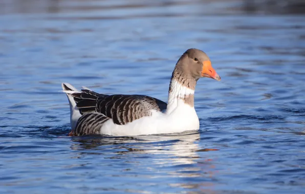 Look, river, goose