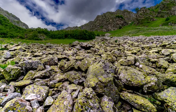 Green, rocks, moss, vegetation