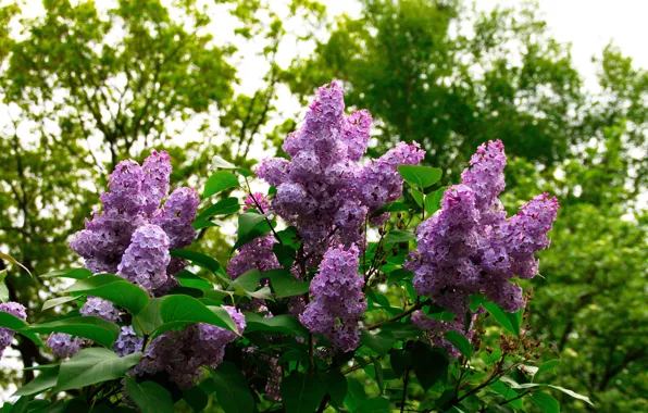 Greens, leaves, flowers, branches, nature, spring, flowering, the bushes