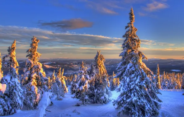 Winter, tree, frost