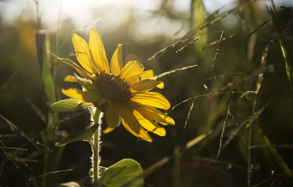 Flowers, yellow, petals